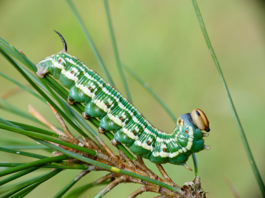 Hyloicus pinastri - fenyőszender