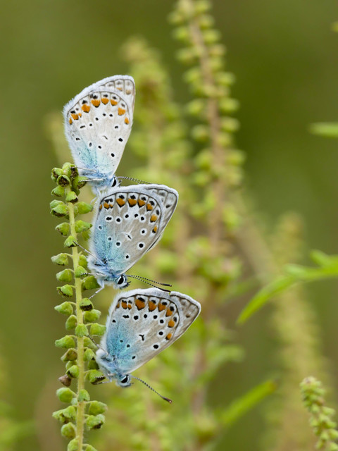 Polyommatus icarus - közönséges boglárka