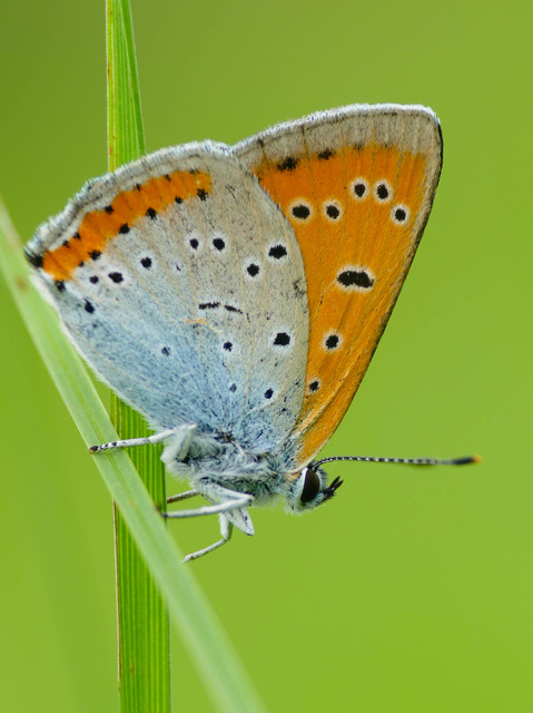 Lycaena dispar rutilus - nagy tűzlepke