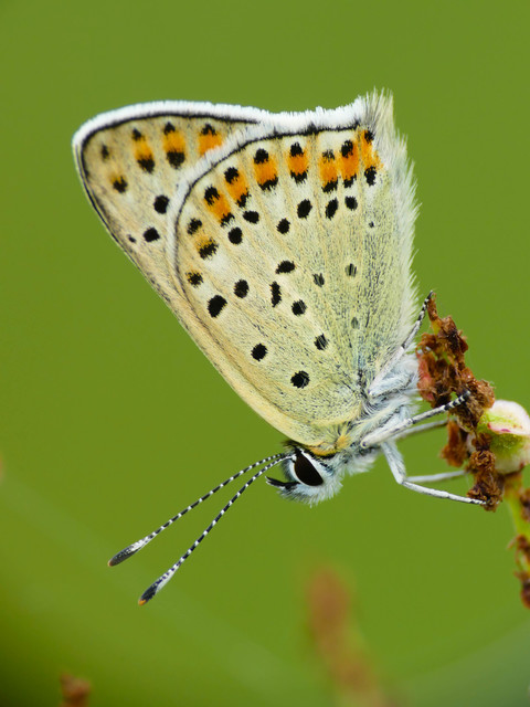 Lycaena tityrus - barna tűzlepke
