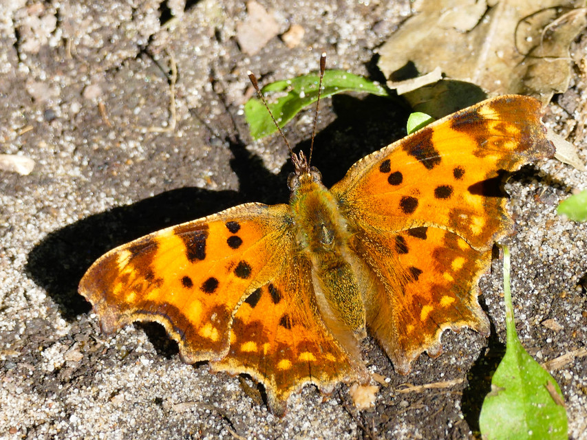 Nymphalis c-album - C-betűs lepke