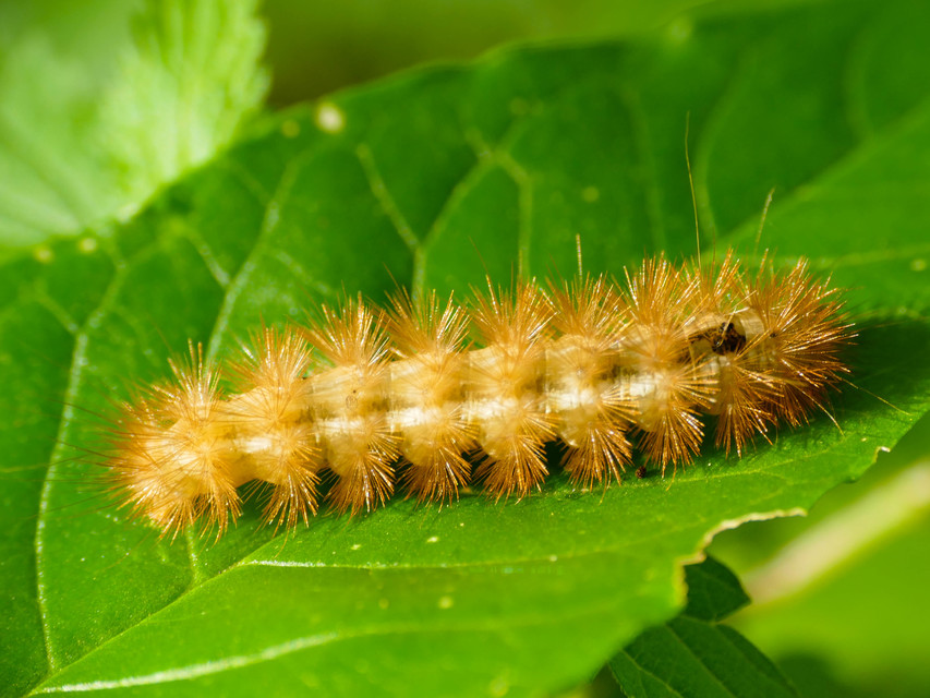 Diaphora mendica - felemás medvelepke