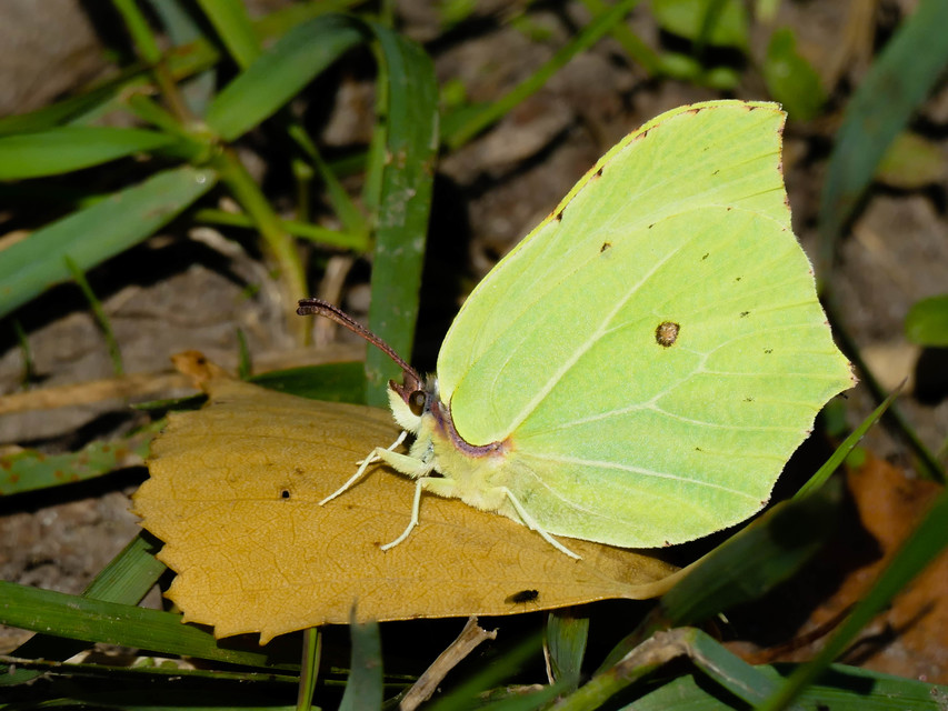 Gonepteryx rhamni - citromlepke