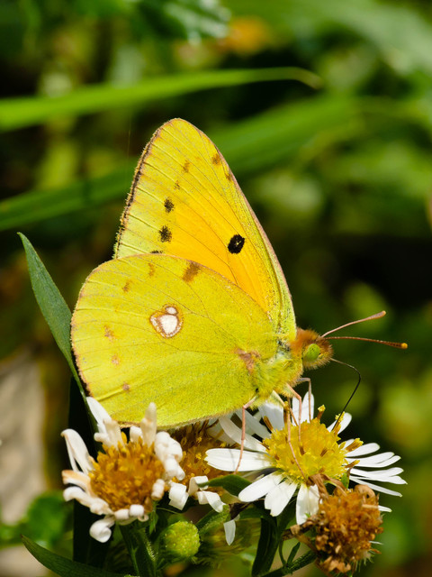Colias croceus - sáfránylepke