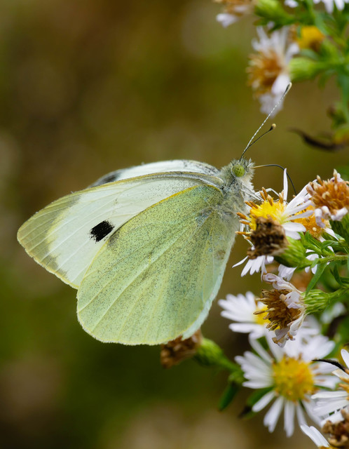 Pieris brassicae - káposztalepke