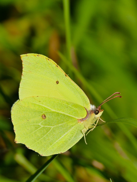 Gonepteryx rhamni - citromlepke