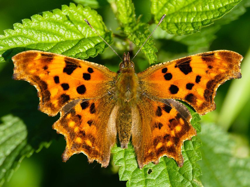 Nymphalis c-album - C-betűs lepke