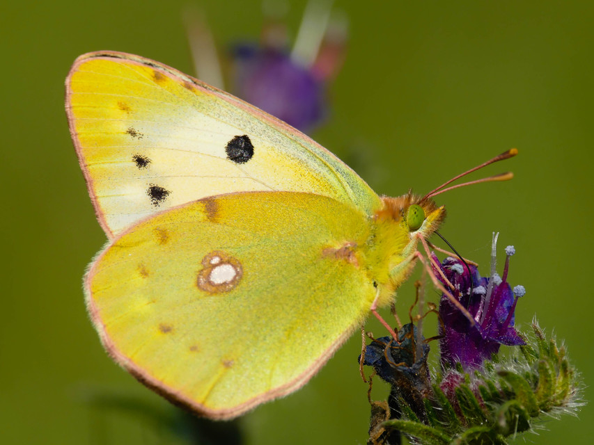 Colias croceus - sáfránylepke