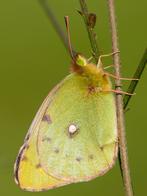 Colias erate - csángó-kéneslepke