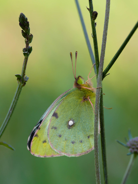 Colias erate - csángó-kéneslepke