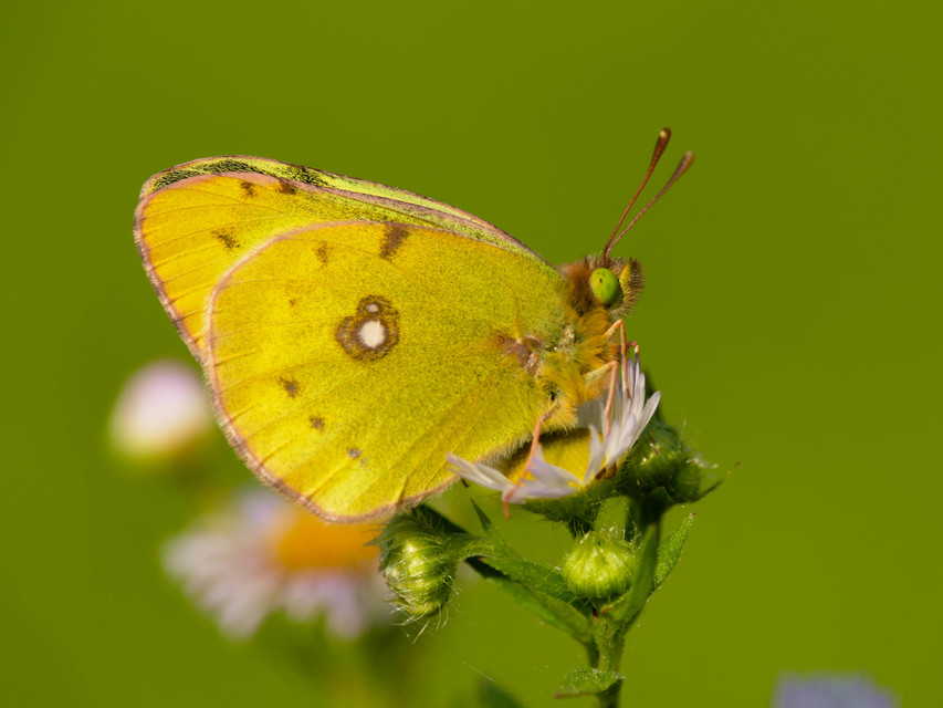 Colias erate - csángó-kéneslepke