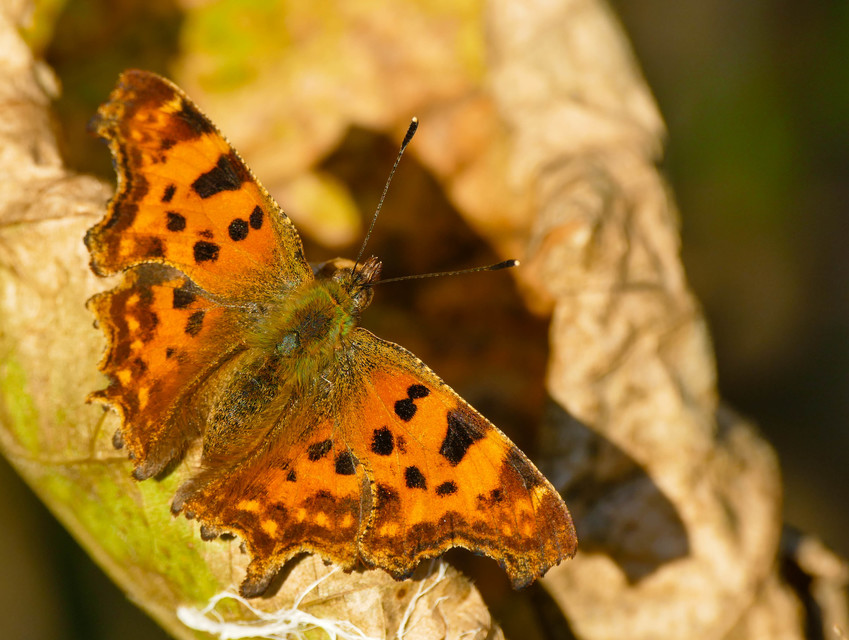 Nymphalis c-album - C-betűs lepke