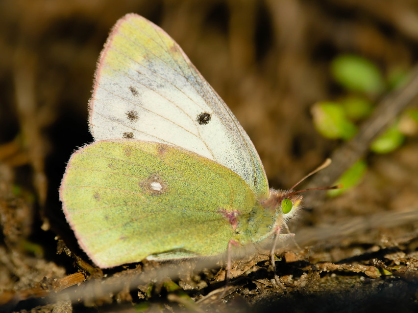 Colias croceus - sáfránylepke