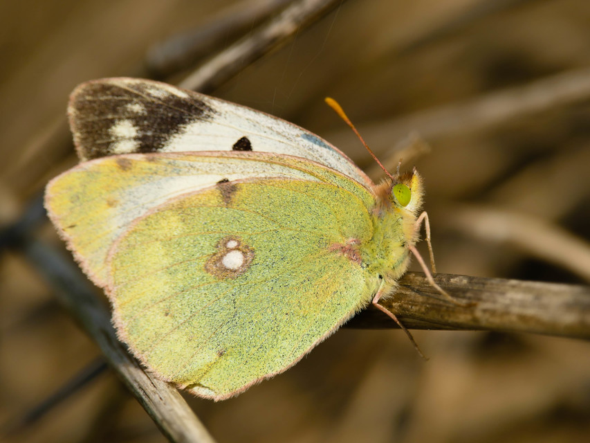 Colias croceus - sáfránylepke