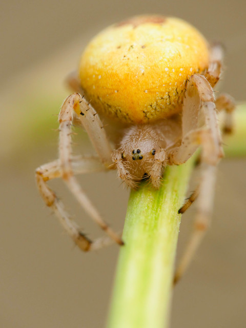 Araneus marmoreus - márványos keresztespók