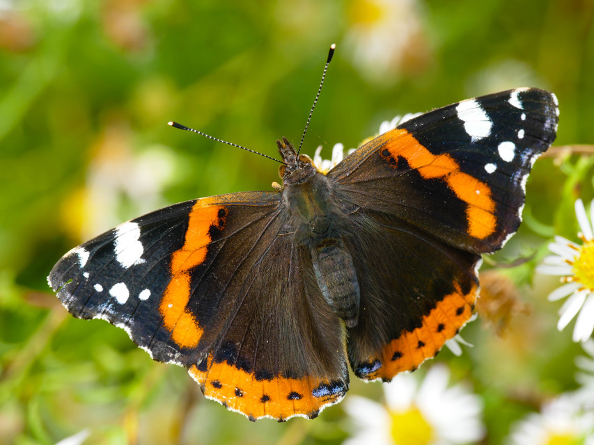 Vanessa atalanta - atalantalepke