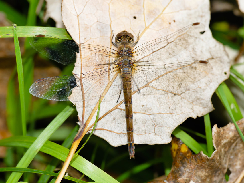 Sympetrum striolatum/vulgatum