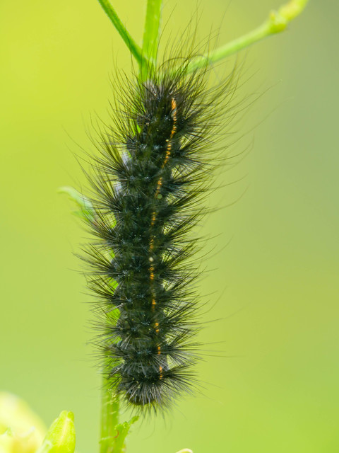 Spilosoma lubricipedum - tejszínű medvelepke