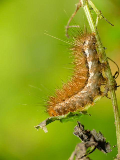 Arctiinae