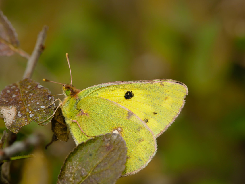 Colias erate - csángó-kéneslepke
