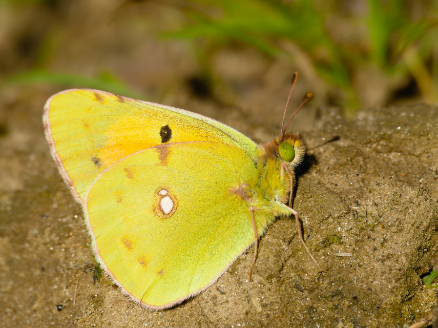 Colias croceus - sáfránylepke