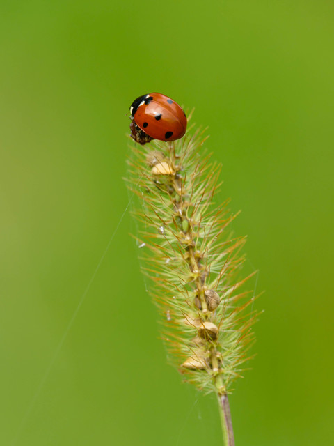 Coccinella septempunctata - hétpettyes katica