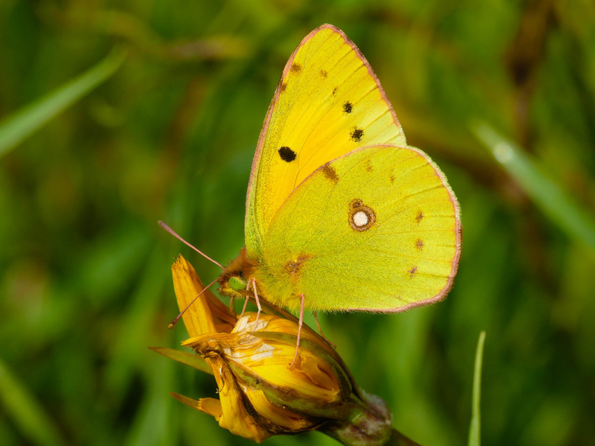 Colias croceus - sáfránylepke