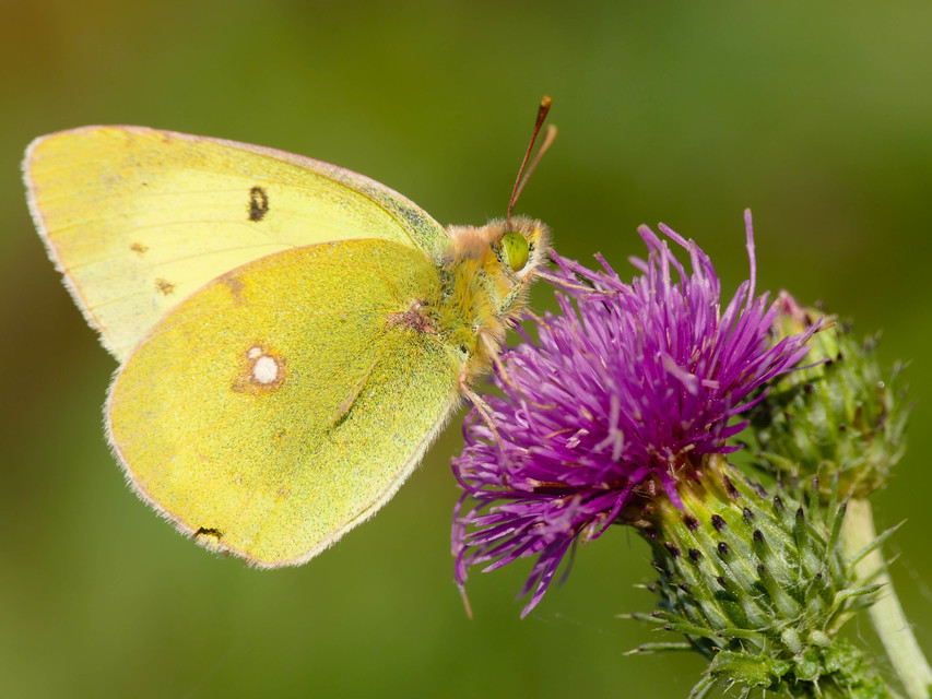 Colias erate - csángó-kéneslepke