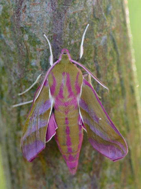 Deilephila elpenor - szőlőszender