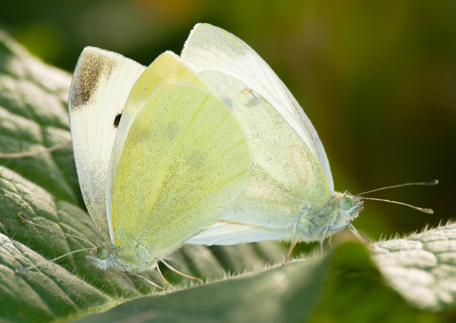 Pieris rapae - répalepke
