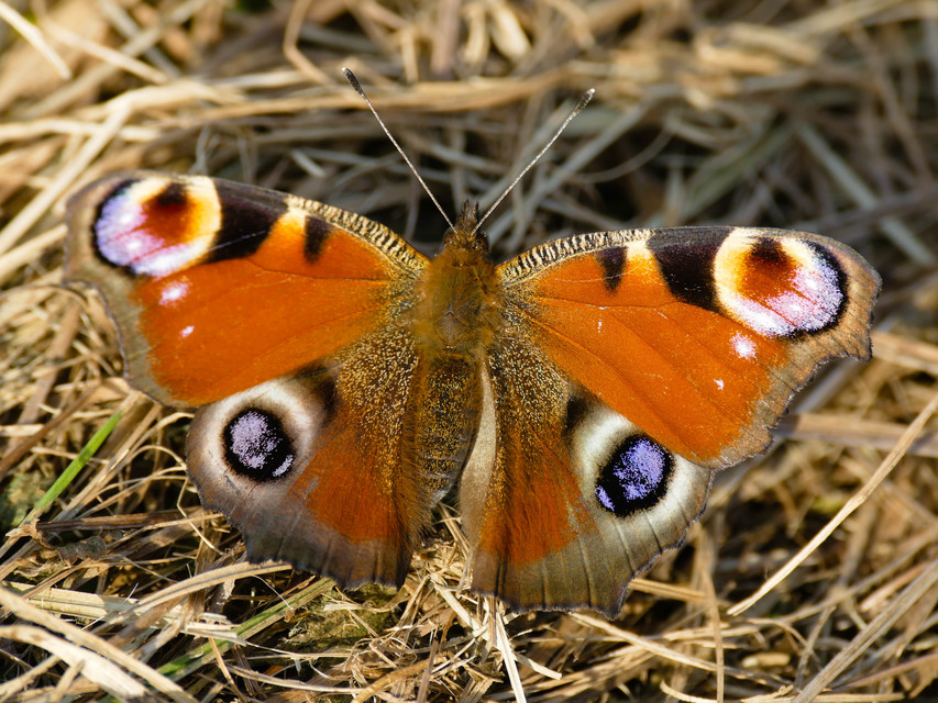 Nymphalis io - nappali pávaszem