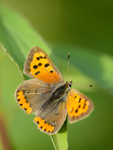 Lycaena phlaeas - közönséges tűzlepke