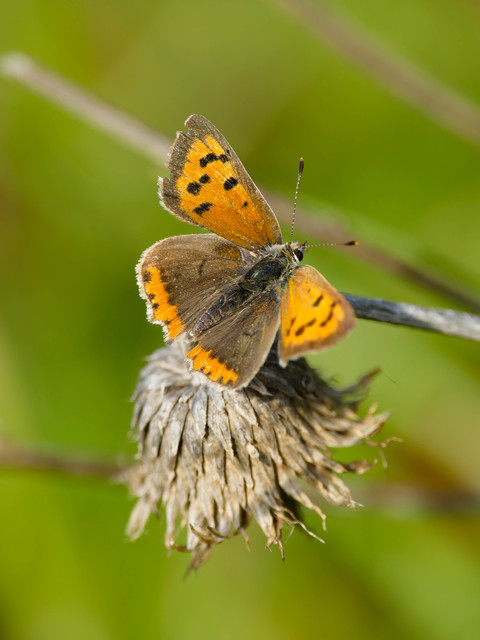 Lycaena phlaeas - közönséges tűzlepke