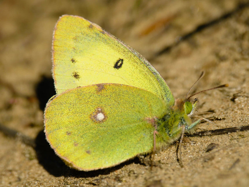 Colias erate - csángó-kéneslepke
