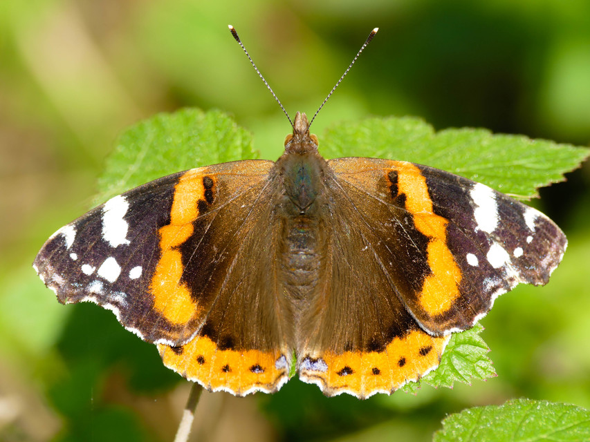 Vanessa atalanta - atalantalepke