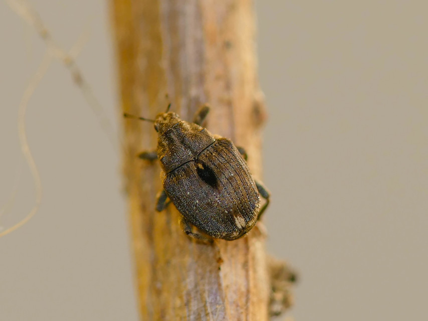 Stenocarus cardui - pipacsgyökér-ormányos