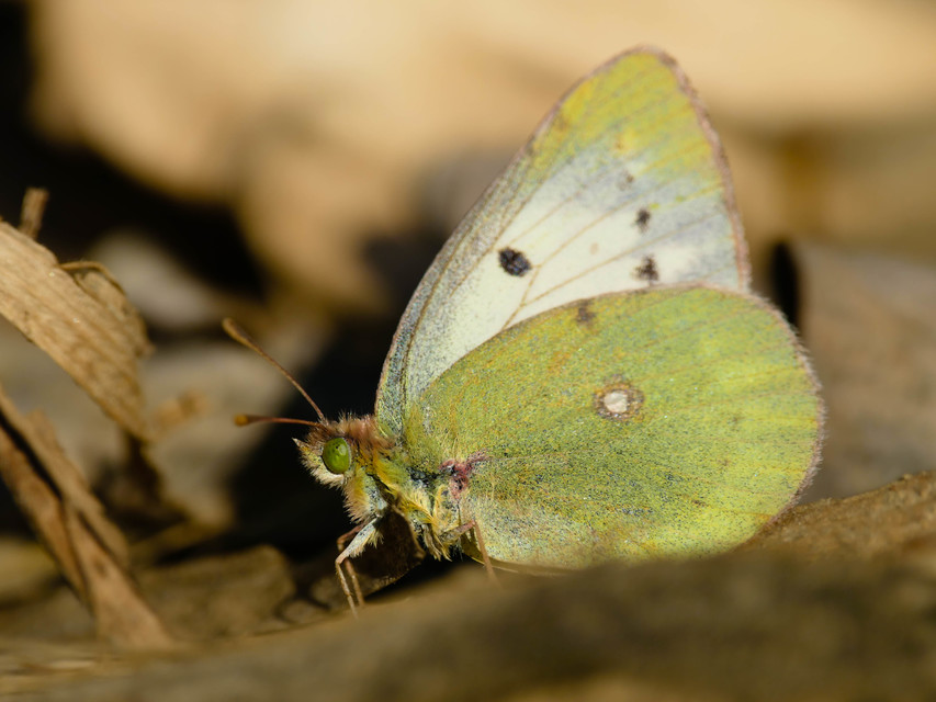 Colias