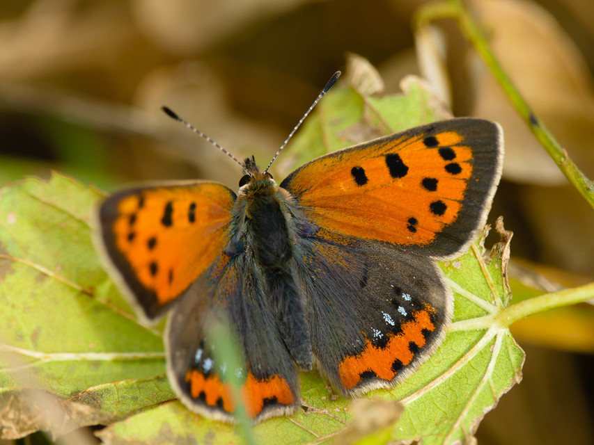 Lycaena phlaeas - közönséges tűzlepke