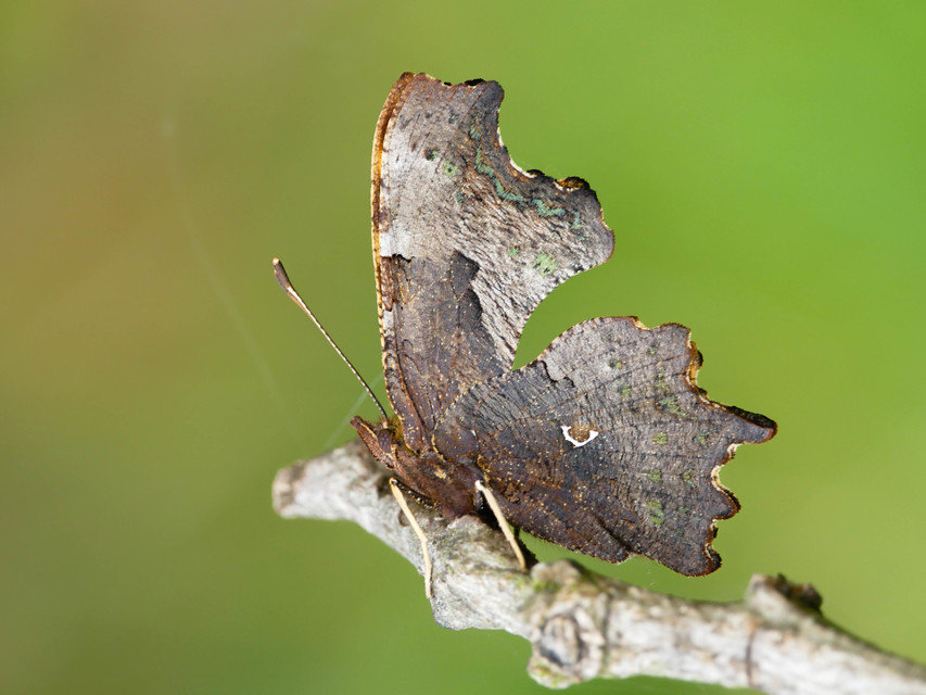 Nymphalis c-album - C-betűs lepke