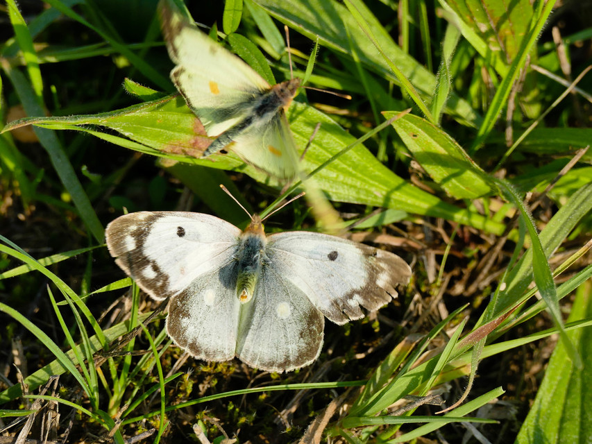 Colias