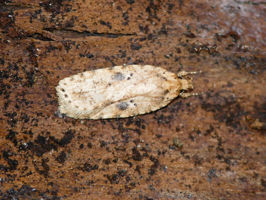 Agonopterix arenella - ördögszem-laposmoly