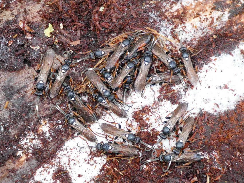 Ichneumoninae