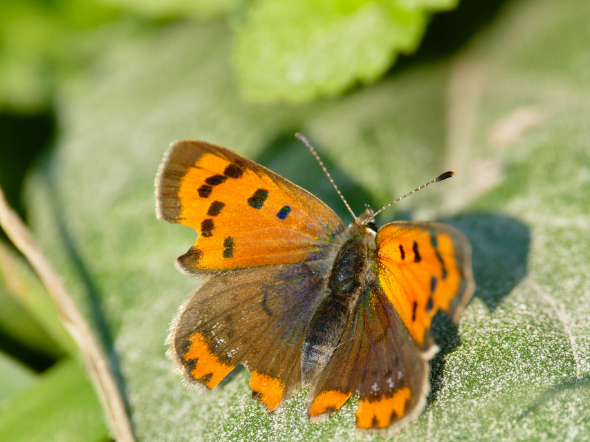 Lycaena phlaeas - közönséges tűzlepke