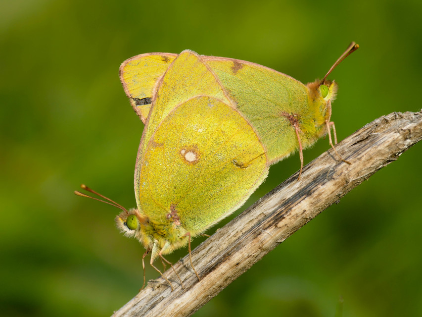 Colias erate - csángó-kéneslepke