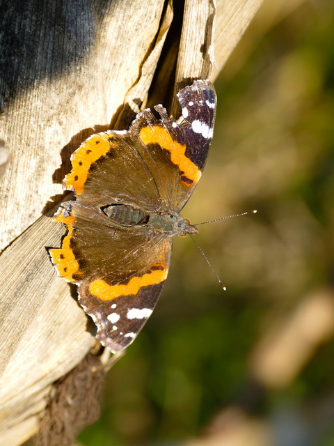 Vanessa atalanta - atalantalepke