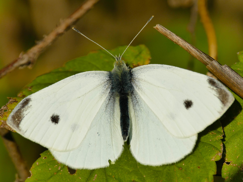 Pieris rapae - répalepke