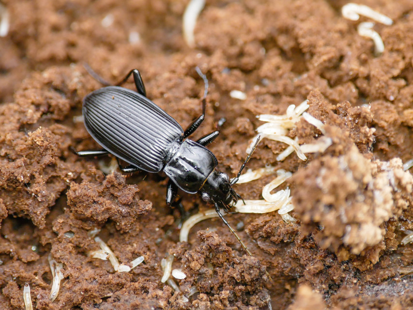 Pterostichus niger - komor gyászfutó