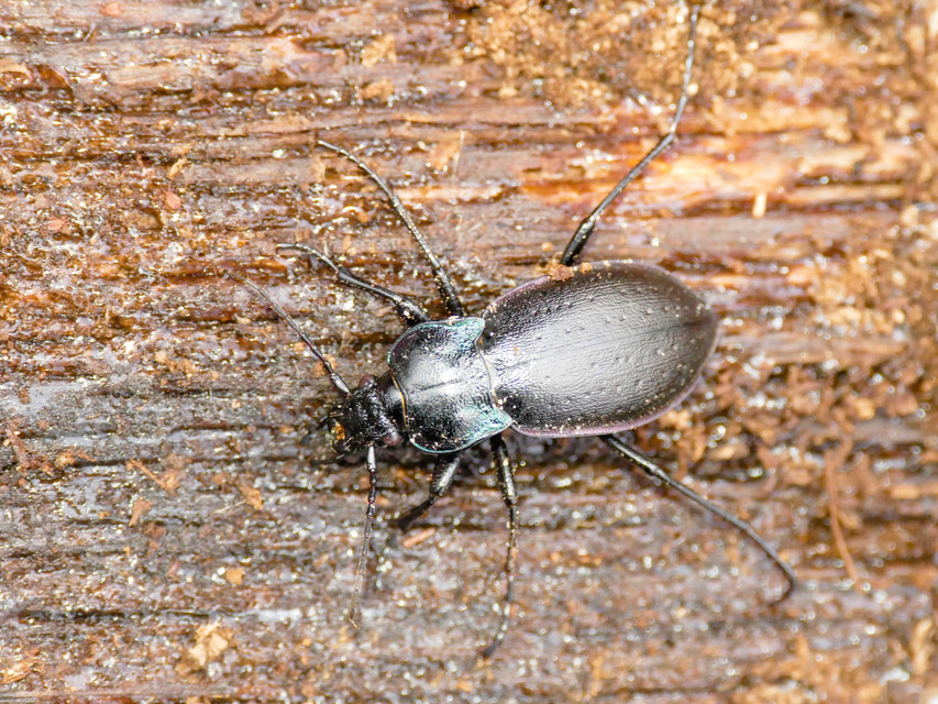 Carabus nemoralis - ligeti futrinka