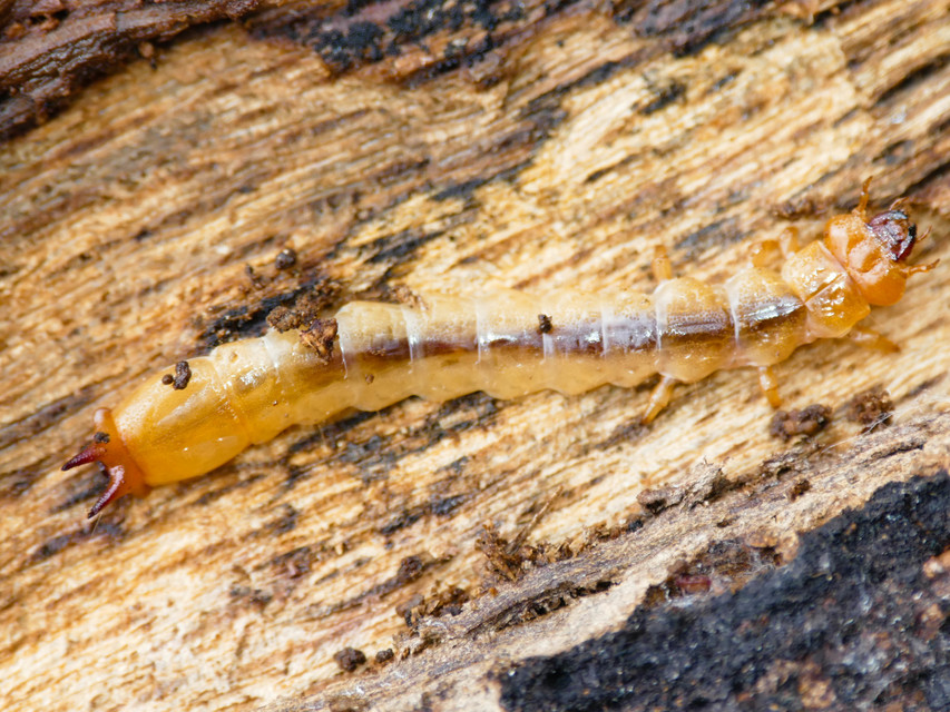 Pyrochroa coccinea - nagy bíborbogár