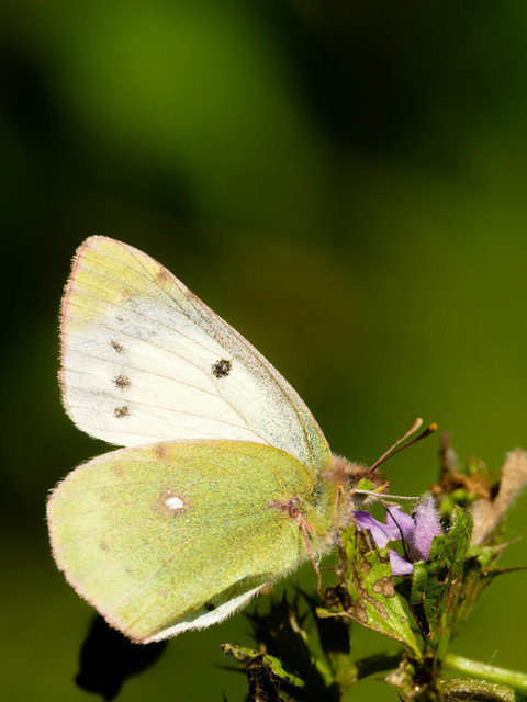 Colias croceus - sáfránylepke